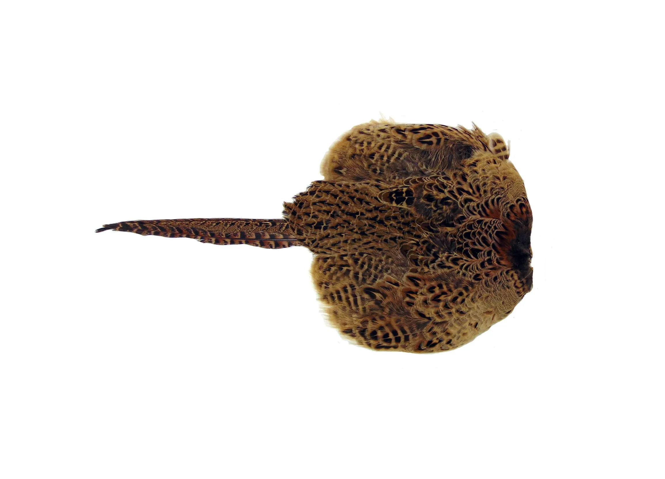 SPORTING SAINT Hen Pheasant Pelt Dummy